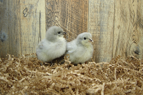 4 Pullet Chicks Week 1 - 2 Lavender Orpington